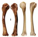  ?? Photograph: Ellen Mather ?? The humerus of the newly discovered eagle, Dynatoaetu­s pachyosteu­s (left) compared with that of the living wedge-tailed eagle.