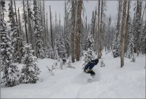  ?? PHOTOS BY DANIEL BRENNER — THE NEW YORK TIMES ?? Powder fans head into an untracked glade at the Wolf Creek Ski Area, where the average annual snowfall is 430inches.