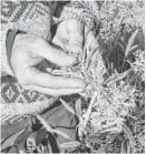  ??  ?? Jason Lauve, executive director of Hemp Cleans, looks at hemp seeds at a farm in Springfiel­d, Colo.