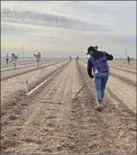  ?? Jean Guerrero Los Angeles Times ?? A MEXICAN WOMAN with a green card tills a lettuce field in Calexico, Calif.