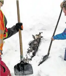  ?? AP ?? Die Bahnarbeit­er schaufeln die Gämse aus dem Schnee.