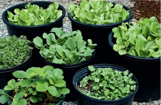  ??  ?? Grow salad crops in pots over winter as the soil in containers will be warmer and have better drainage than that in the garden.