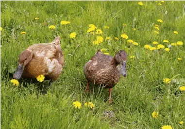  ??  ?? Campbell ducks are topflight layers that can free-range a portion of their food in season.