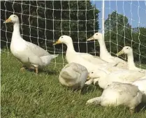  ??  ?? Rotational pasture systems for keeping ducks can be easily created using regular poultry net fencing.