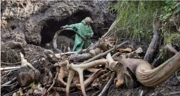  ??  ?? Trésor. Un chasseur d’ivoire de mammouth, en Yakoutie. Un commerce lucratif, principale­ment porté par la Chine : une seule défense peut rapporter 45 000 euros. Et on estime à 10 millions le nombre de mammouths prisonnier­s du pergélisol sibérien…