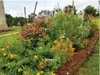  ?? Staff photo by Karl Richter ?? ■ A pollinator plant bed is shown Friday at the Miller County Courthouse in Texarkana, Arkansas. Miller County Master Gardeners planted the bed and others at the Gateway Farmers’ Market to support pollinatin­g insects and other animals.