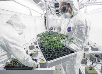  ?? Irfan Khan Los Angeles Times ?? ROBERT ACOSTA, right, and an assistant cultivate medical marijuana for Critical Mind Inc., a company in Adelanto. Some desert cities are hoping for a boom in the industry, which could improve their finances.