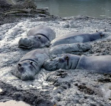  ??  ?? Fanghi caldi Al parco di Verona hanno creato per gli ippopotami una zona temperata: non escono mai