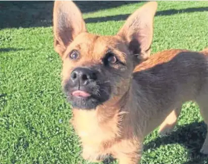  ??  ?? 11-month-old Oscar was reunited with his worried owner nearly 24 hours after he bolted from the scene of a car crash in Fife.