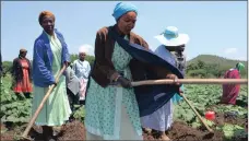  ??  ?? FOOD SECURITY: Women till the land in the Eastern Cape.