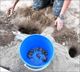  ?? — AFP photo ?? A National Parks staff retrieves baby Hawkbills turtles from a hatchery on the beach at Sisters’ island marine park in Singapore.