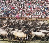  ?? LEON KUEGELER / REUTERS ?? Horses are seen in front of spectators during a wild horse show in Duelmen, Germany, on Saturday.