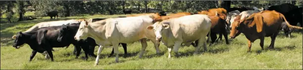  ?? The Sentinel-Record/Richard Rasmussen ?? CATTLE CALL: Some of the farm’s red-and-black Angus herd mosey down the pasture.