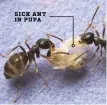  ??  ?? SICK ANT IN PUPA