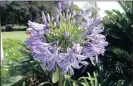  ??  ?? LEFT: Agapanthus praecox RIGHT: Crassula ovata