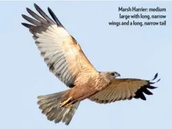  ??  ?? Marsh Harrier: medium large with long, narrow wings and a long, narrow tail