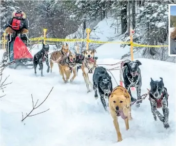  ?? SPECIAL TO POSTMEDIA NEWS ?? A two-day, 10-dog race is a feature of the Kearney Dog Sled Races.