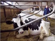  ?? CP FILE PHOTO ?? Dairy cows rest at a farm in Eastern Ontario. U.S. President Donald Trump has sharply criticized Canada’s supply-managed dairy sector, sparking a new cross-border spat.