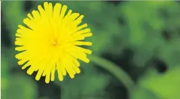  ?? TIM SNOW ?? With spring comes the proliferat­ion of dandelions.