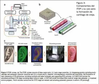  ??  ?? Figura 3: Componente­s del ITOP y su uso para la formación de cartílago de oreja.