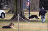  ?? JIM WATSON / AFP via Getty Images ?? First dogs Champ and Major Biden are seen on the South Lawn of the White House in Washington, DC, on Monday.