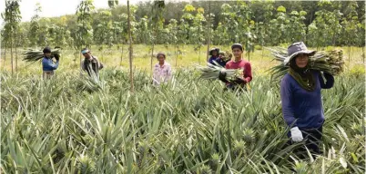 ?? ?? Agricultur­al waste specialist Nextevo works with farmers in Southeast Asia to create ready-to-spin fibres and yarn from pineapple leaves