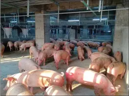  ?? HUBEI ZHONGXIN KAIWEI VIA THE NEW YORK TIMES ?? Livestock inside Hubei Zhongxin Kaiwei’s high-rise urban pig farm on the outskirts of Ezhou, China. The company’s goal is to raise around 25,000 pigs a year on each floor.