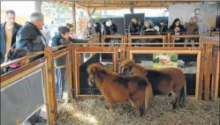  ??  ?? FALABELLA. Los caballos mini son la atracción de los niños.