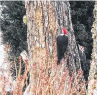  ??  ?? Experts agree there are cases where woodpecker­s do find food in wood, but most of the late winter and early spring drilling is done to make a noise to court mates.