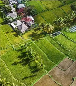  ?? 123rf ?? RIGHT
A drone’s eye view of Tetebatu’s sprawling rice fields