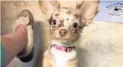  ?? COURTESY OF ROSHELLE PEARSON ?? Princess, a Chihuahua puppy shot and killed on Sept. 29 in Davie, moved to South Florida with her family from Wisconsin two days before she was killed by a man with a pellet rifle.