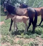  ??  ?? Madre e piccolo
Cavalli in un allevament­o