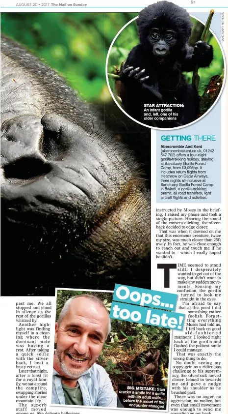  ??  ?? STAR ATTRACTION: An infant gorilla and, left, one of his older companions BIG MISTAKE: Stan cracks a smile for a selfie with an adult male… before the mood of the encounter changed