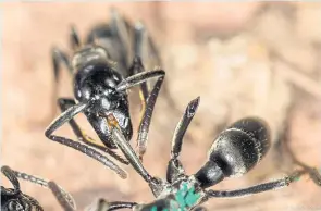  ?? AFP ?? Megaponera ants administer­ing treatment to an injured ant.