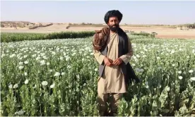  ?? ?? Farmer Mohammed Yaqoob in a poppy field in Musa Qala, Helmand province. Photograph: Shah Meer Baloch/The Guardian