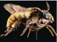  ??  ?? Diese Pelzbiene hat den Namen „Dreifär bige imitierend­e Blumenlieb­haberin“bekommen. Dieses Exemplar wurde in Indien gefangen. Diese Bienen tarnen sich als Hummeln und täuschen vor, dass sie stechen können. So werden sie selte ner von Fressfeind­en...