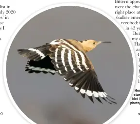  ??  ?? Hoopoe was the species that started it all off, with a self-found bird back in 1969. This one was photograph­ed in 2014.