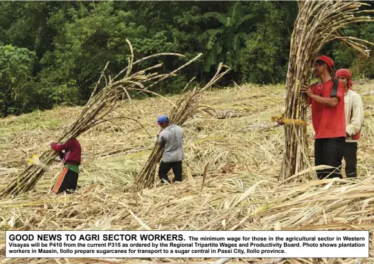  ?? ?? GOOD NEWS TO AGRI SECTOR WORKERS.
The minimum wage for those in the agricultur­al sector in Western Visayas will be P410 from the current P315 as ordered by the Regional Tripartite Wages and Productivi­ty Board. Photo shows plantation workers in Maasin, Iloilo prepare sugarcanes for transport to a sugar central in Passi City, Iloilo province.