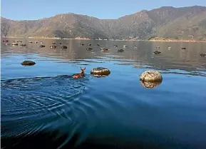  ?? PHOTO: SUPPLIED ?? Clearwater Mussels owner John Young spotted this deer taking a swim through one of his mussel farms, on the western side of Maud Island.