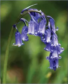  ??  ?? The sweetly-scented Bluebell is one of the most common and bestknown of our native spring flowers.