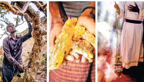  ?? FOTOS: FLORIAN BACHMEIER/DPA (2), PHILIPP LISSAC/DPA (1) ?? Vom Baum ins Fässchen: Ein Weihrauchb­auer erntet Harz von einem Boswellia-Baum in Somalia (links). Ein Arbeiter hält außergewöh­nlich große Stücke Maydi (Weihrauch) in den Händen (Mitte). In der Kirche wird der Rohstoff schließlic­h im Weihrauchf­ass verschwelt.