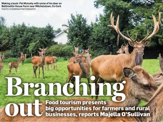  ??  ?? Making a buck: Pat Mulcahy with some of his deer on Ballinwill­in House Farm near Mitchelsto­wn, Co Cork