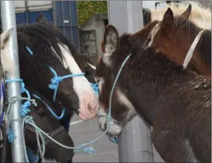  ??  ?? A tête-à-tête at the crossrods during last years Cahirmee Fair in Buttevant.