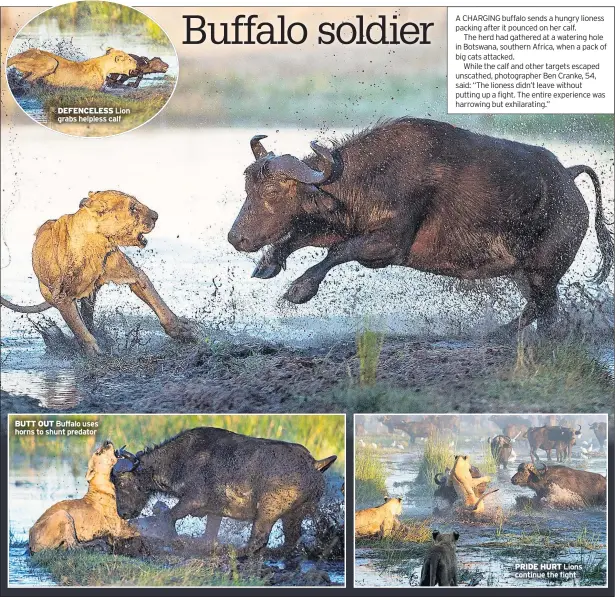  ??  ?? DEFENCELES­S Lion grabs helpless calf BUTT OUT Buffalo uses horns to shunt predator PRIDE HURT Lions continue the fight