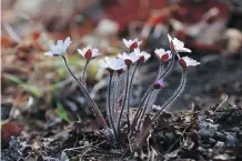  ?? PIXABAY ?? A cluster of Hepatica flowers catches the sunlight.