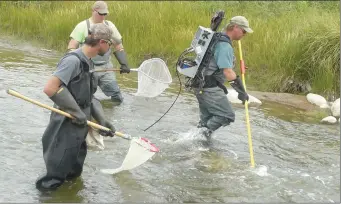  ??  ?? Fieldworke­rs use the electrofis­hing method to catch fish for population counts in areas of the creek where it is not possible to use a seine net. The backpack electrosho­cker emits electric current into the water and the stunned fish are then caught with dip nets.