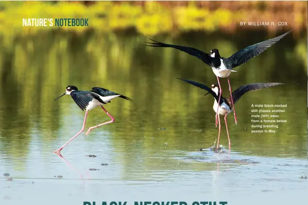  ??  ?? A male black-necked stilt chases another male (left) away from a female below during breeding season in May.