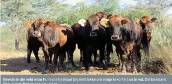  ??  ?? Beeste in die veld waar hulle die heeljaar bly met lekke om enige tekorte aan te vul. Dié beeste is Braunvieh-Bonsmara-kruisings.