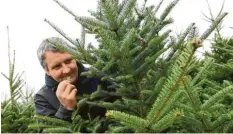  ?? Foto: Marcus Merk ?? Riecht aromatisch und nadelt nicht: Ulrich Zott aus Ustersbach setzt auf die sogenannte Frasertann­e aus Nordamerik­a.