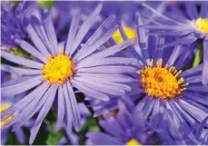  ??  ?? Stars: Michaelmas daisies provide lasting colour